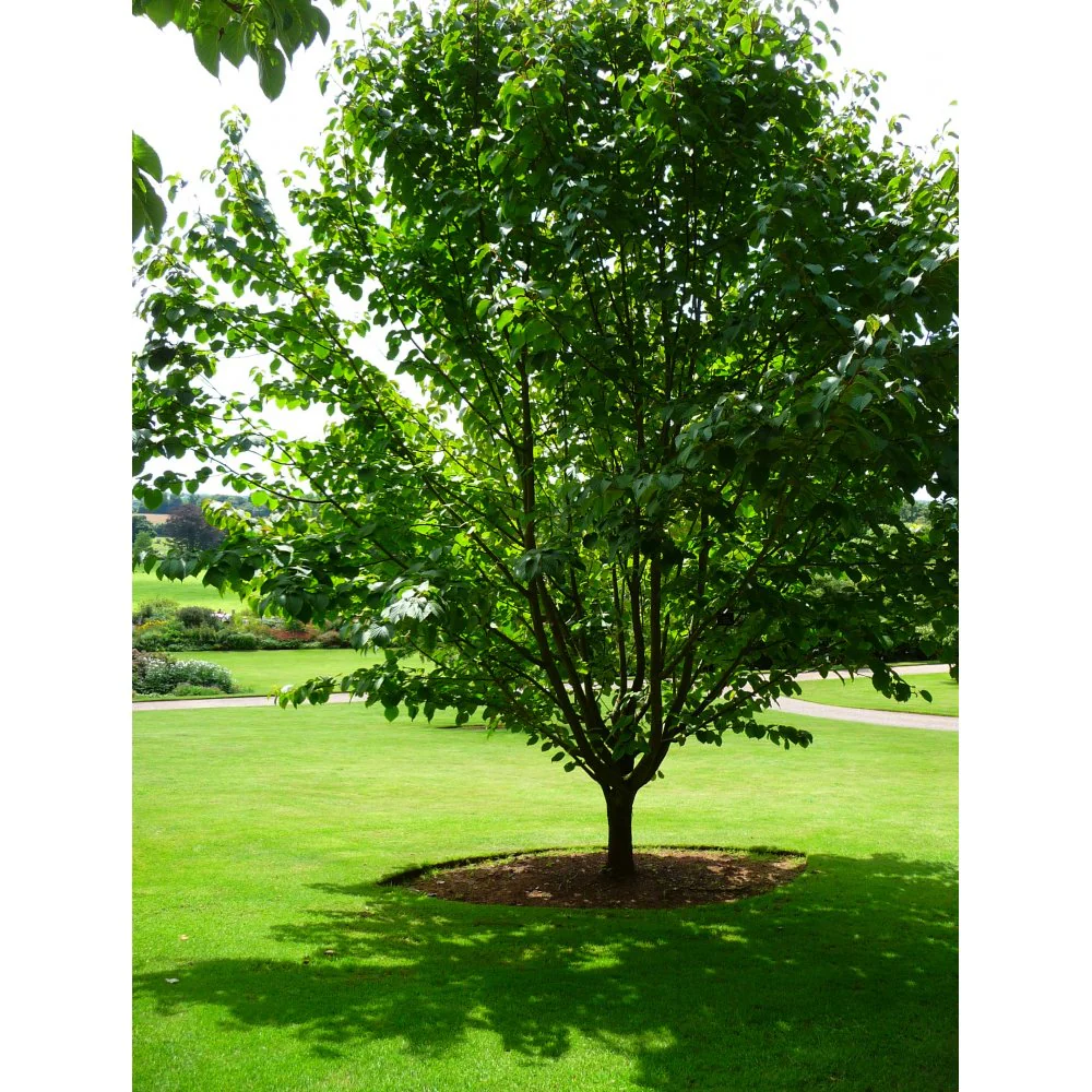 Davidia involucrata Vilmoriniana Tree - Image 4