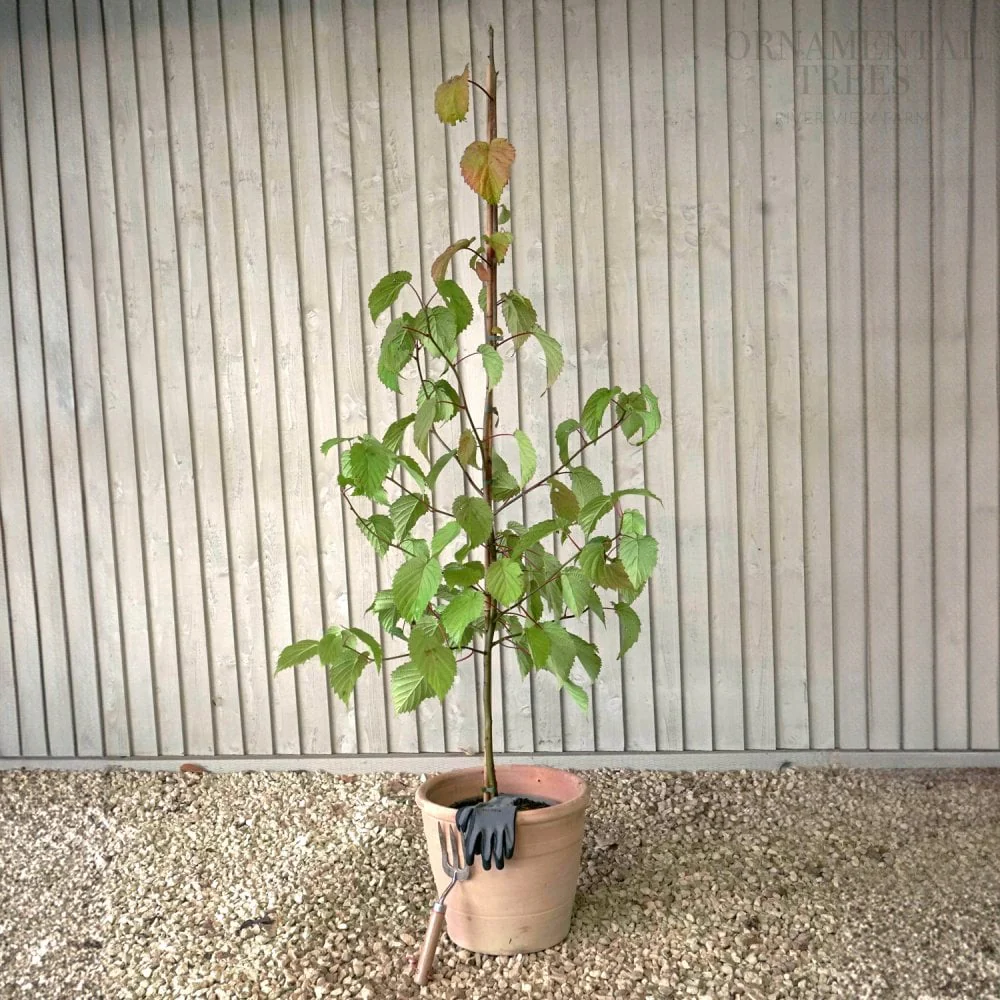 Davidia involucrata Vilmoriniana Tree - Image 5