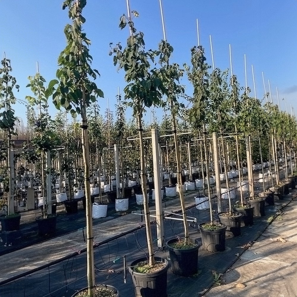 Davidia involucrata Vilmoriniana Tree - Image 6