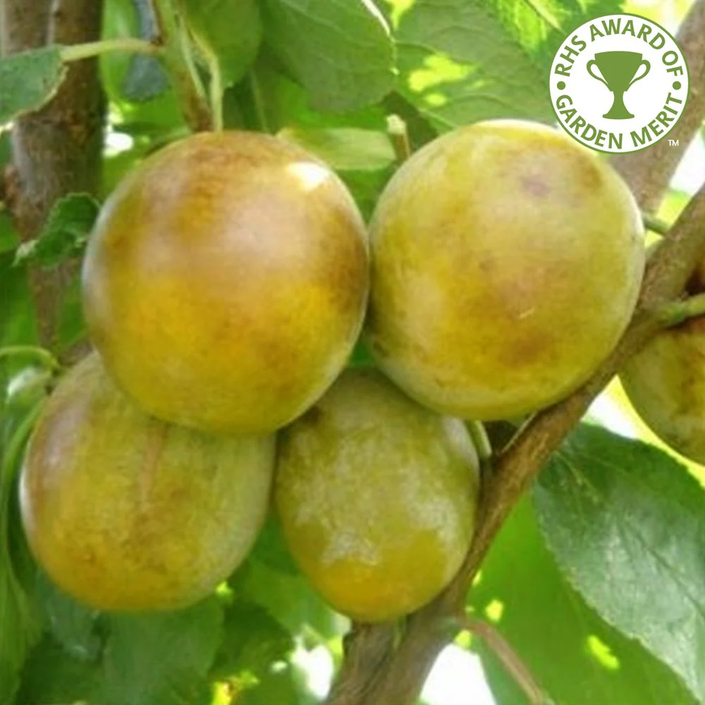 Dennistons Superb - Plum or Gage Tree