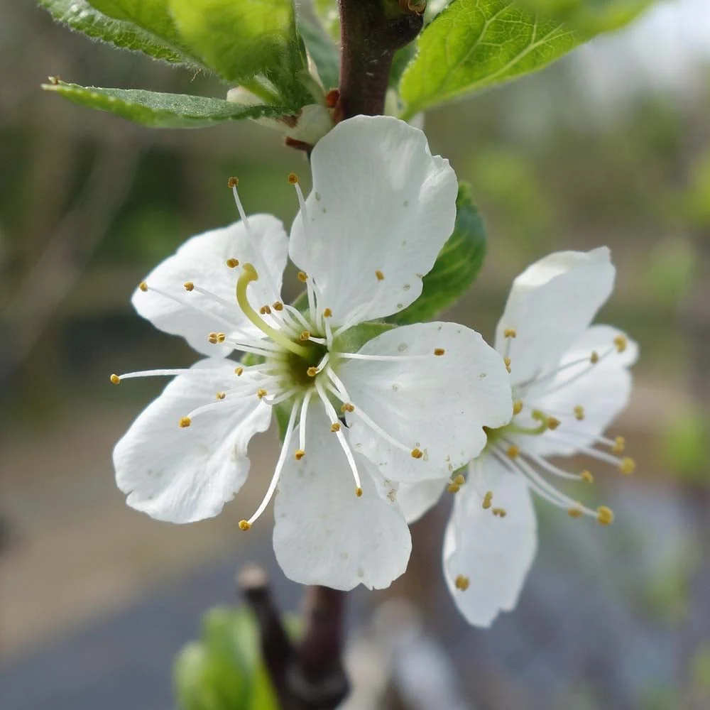 Dennistons Superb - Plum or Gage Tree - Image 2