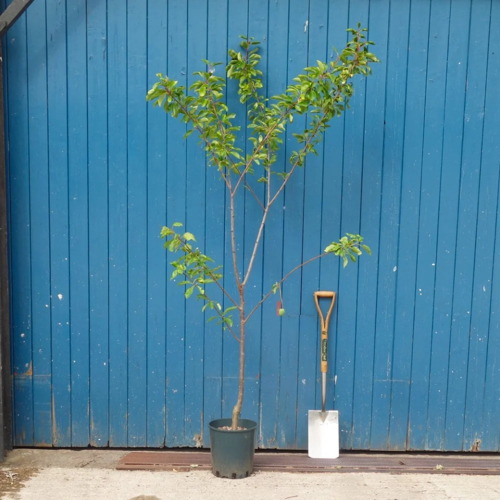 Dennistons Superb - Plum or Gage Tree - Image 3