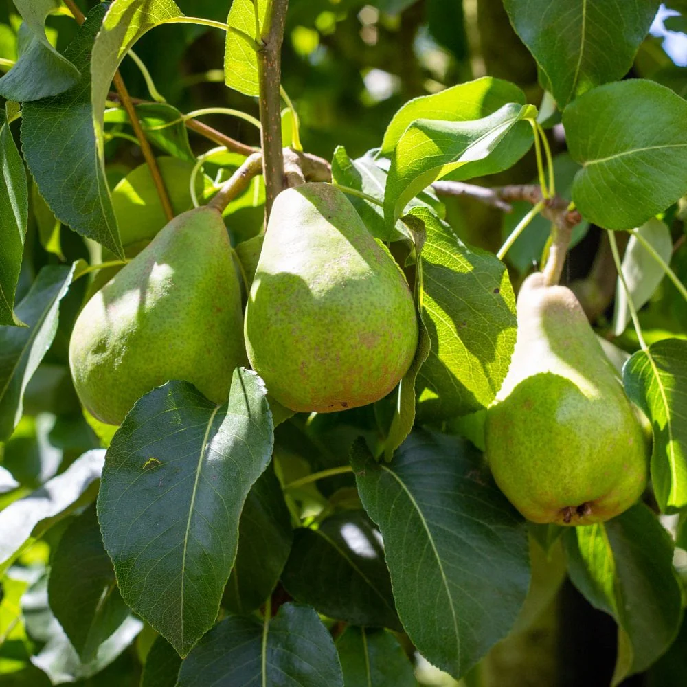 Doyenne Du Comice Pear Tree