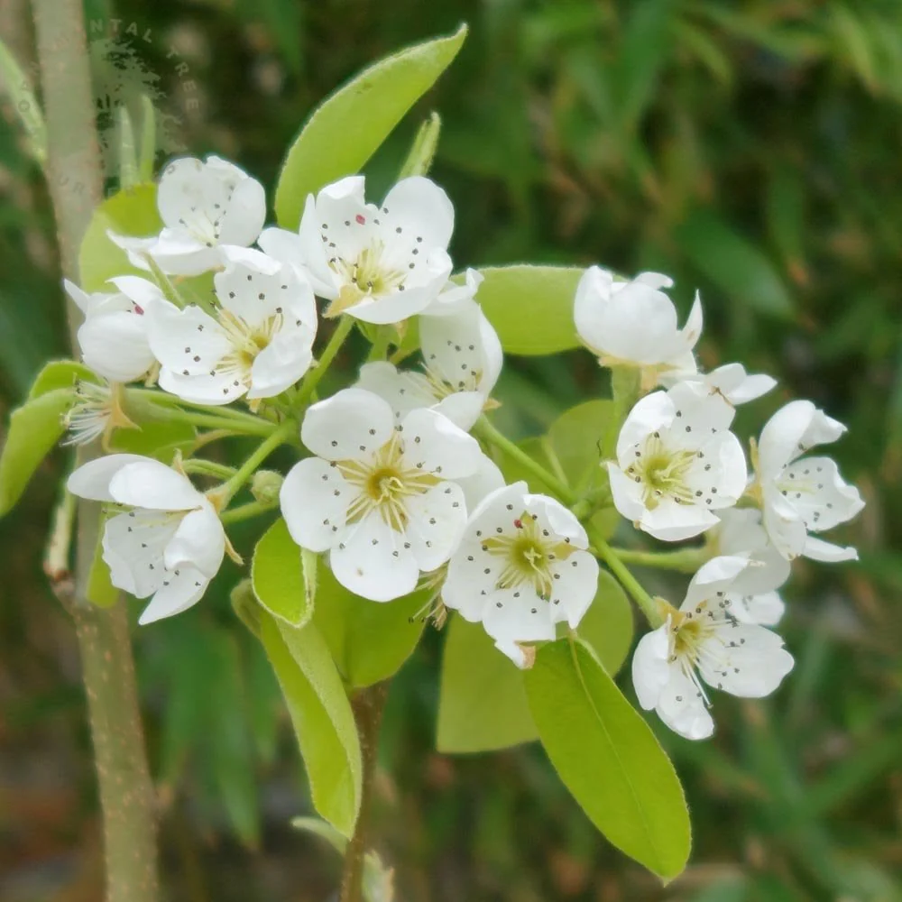 Doyenne Du Comice Pear Tree - Image 2
