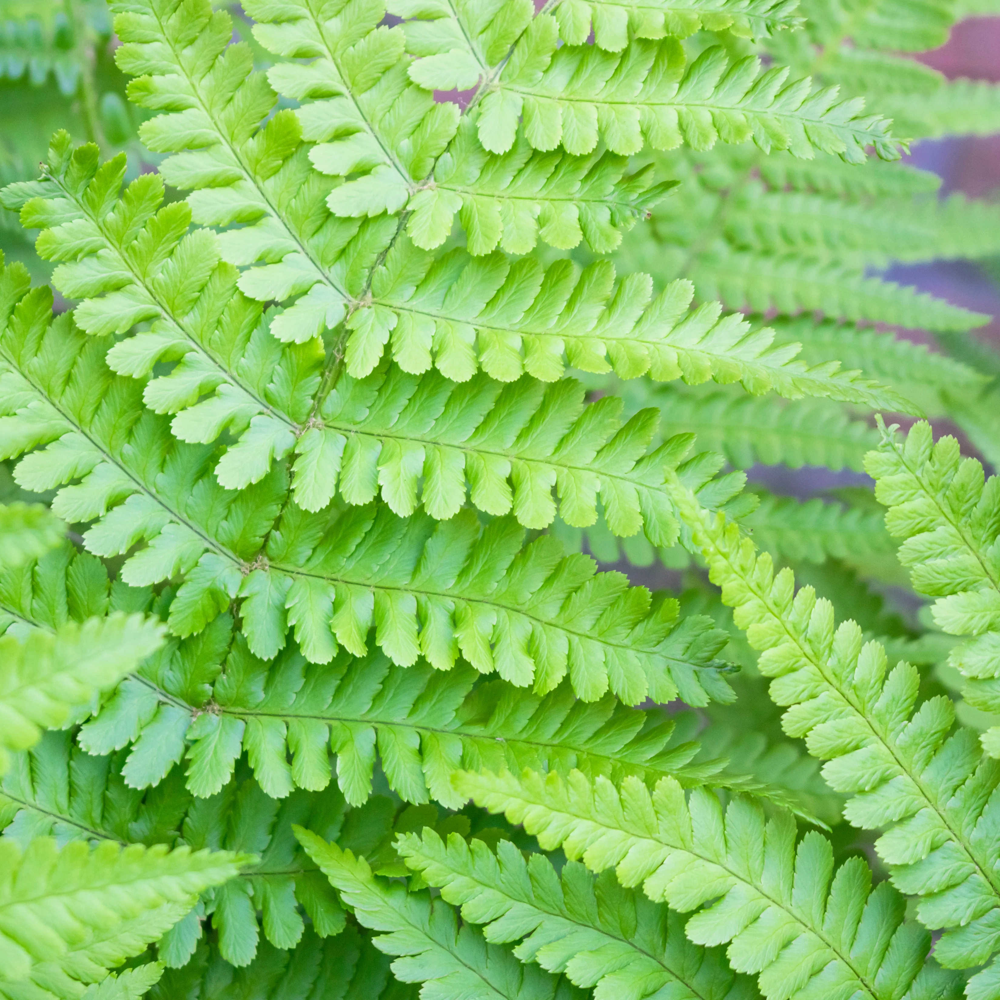 Dryopteris affinis