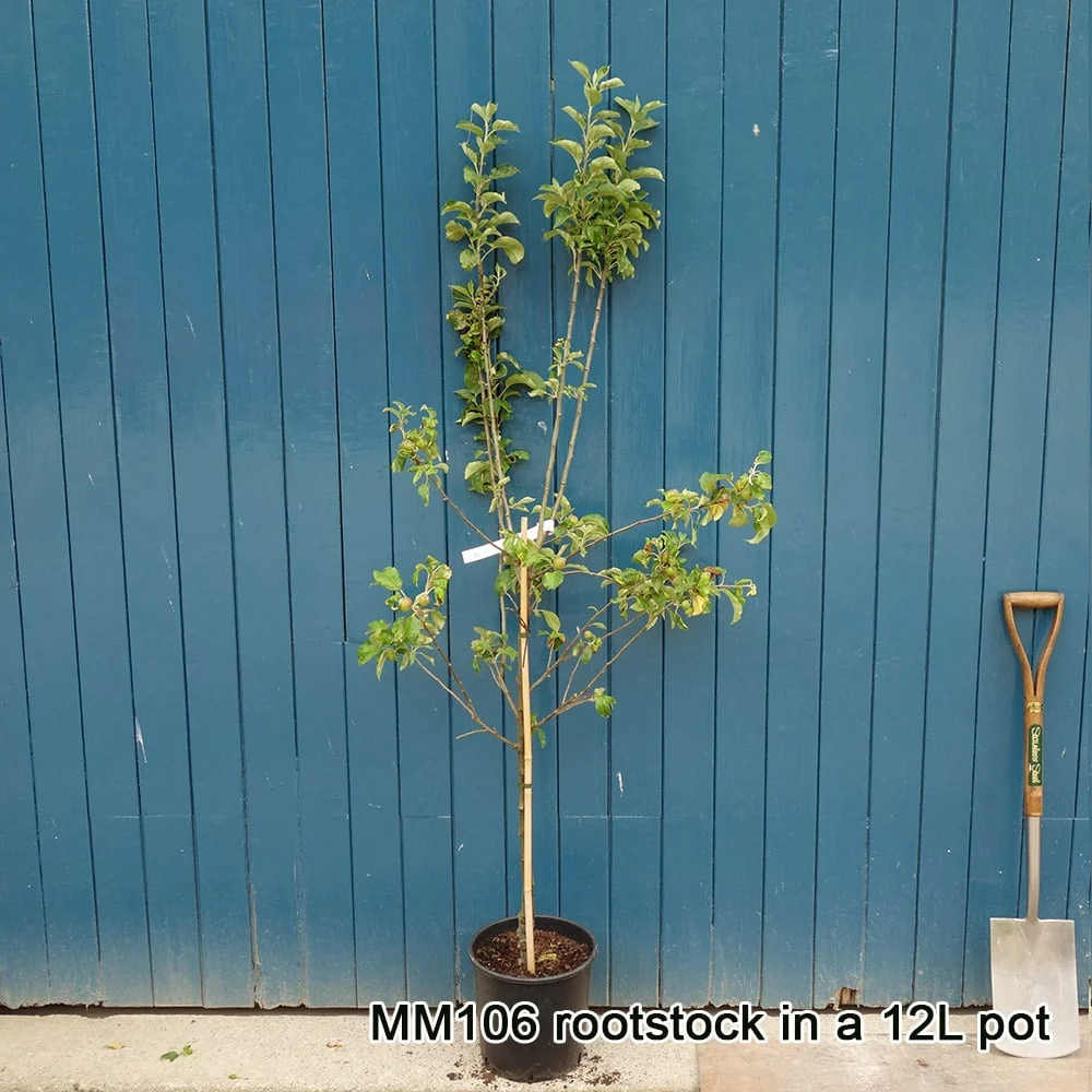 Egremont Russet Apple Tree - Image 3