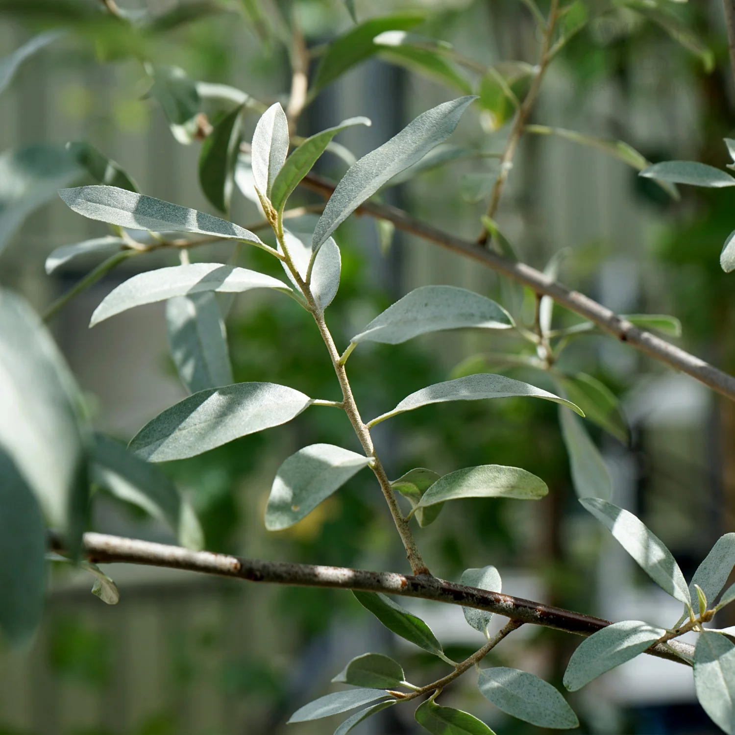 Elaeagnus angustifolia 'Quicksilver' Tree