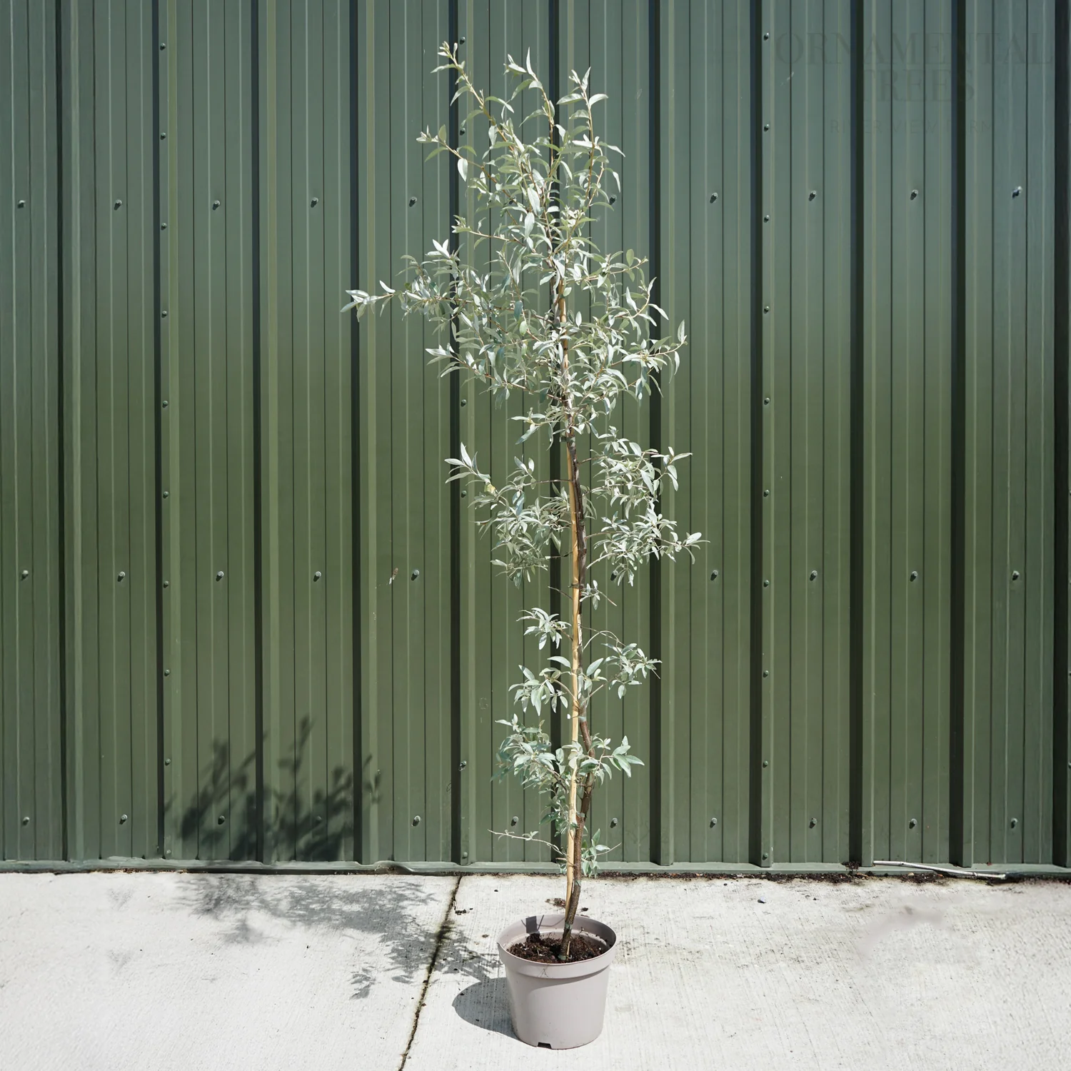 Elaeagnus angustifolia 'Quicksilver' Tree - Image 2