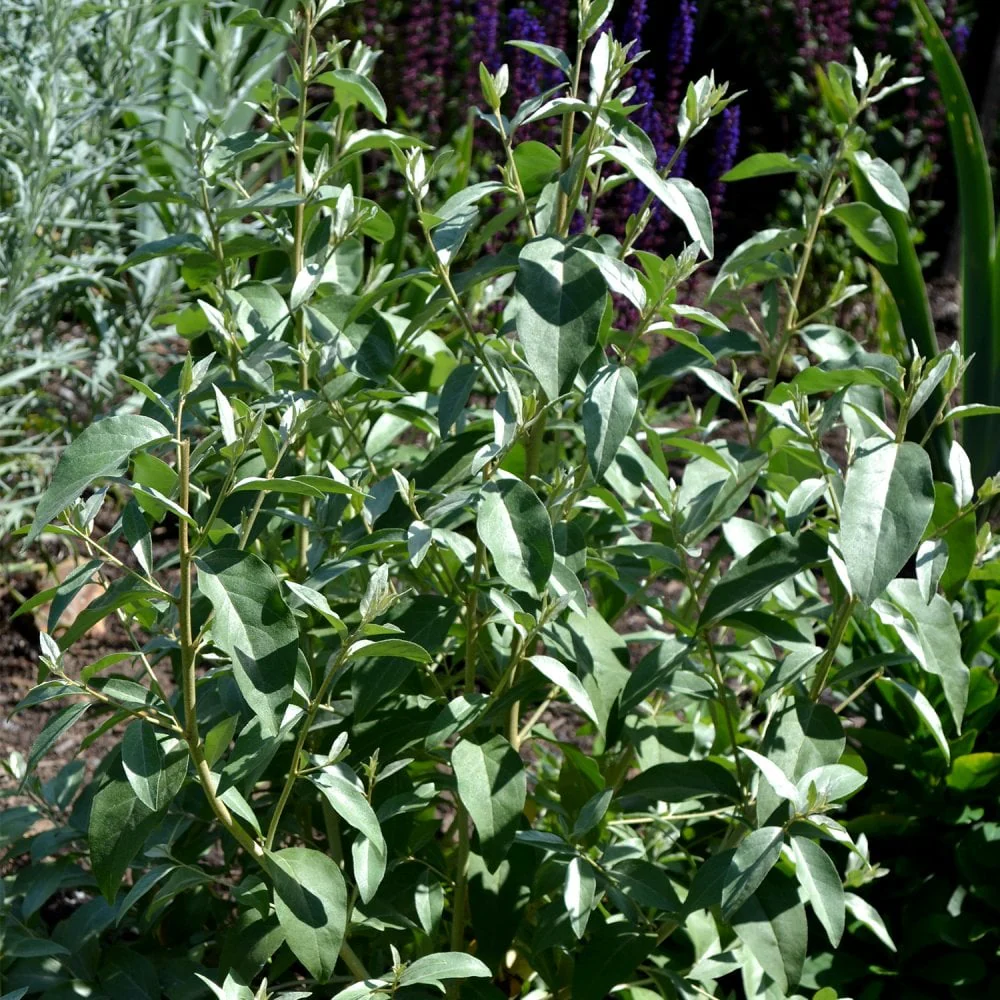 Elaeagnus angustifolia 'Quicksilver' Tree - Image 3