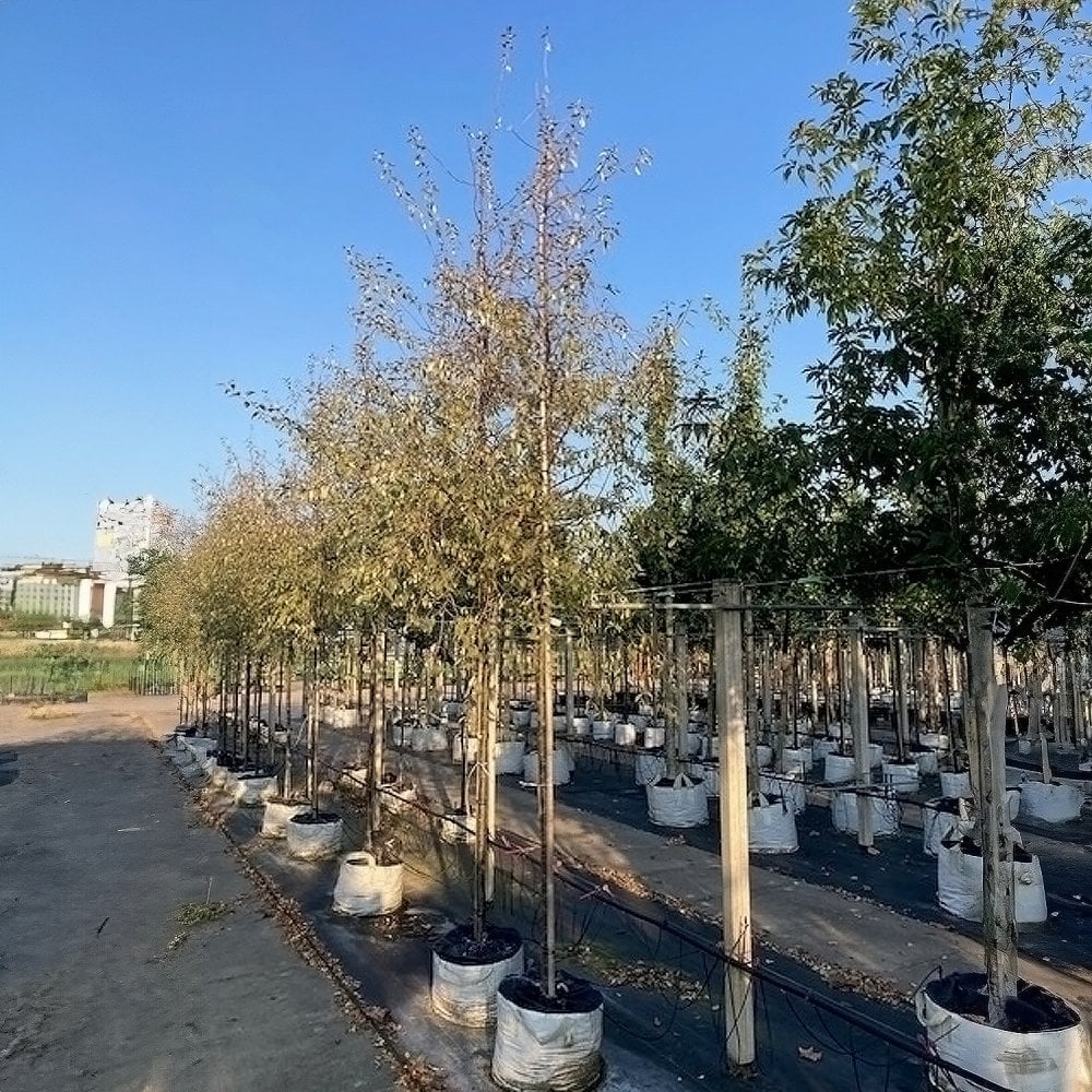 Elaeagnus angustifolia 'Quicksilver' Tree - Image 4