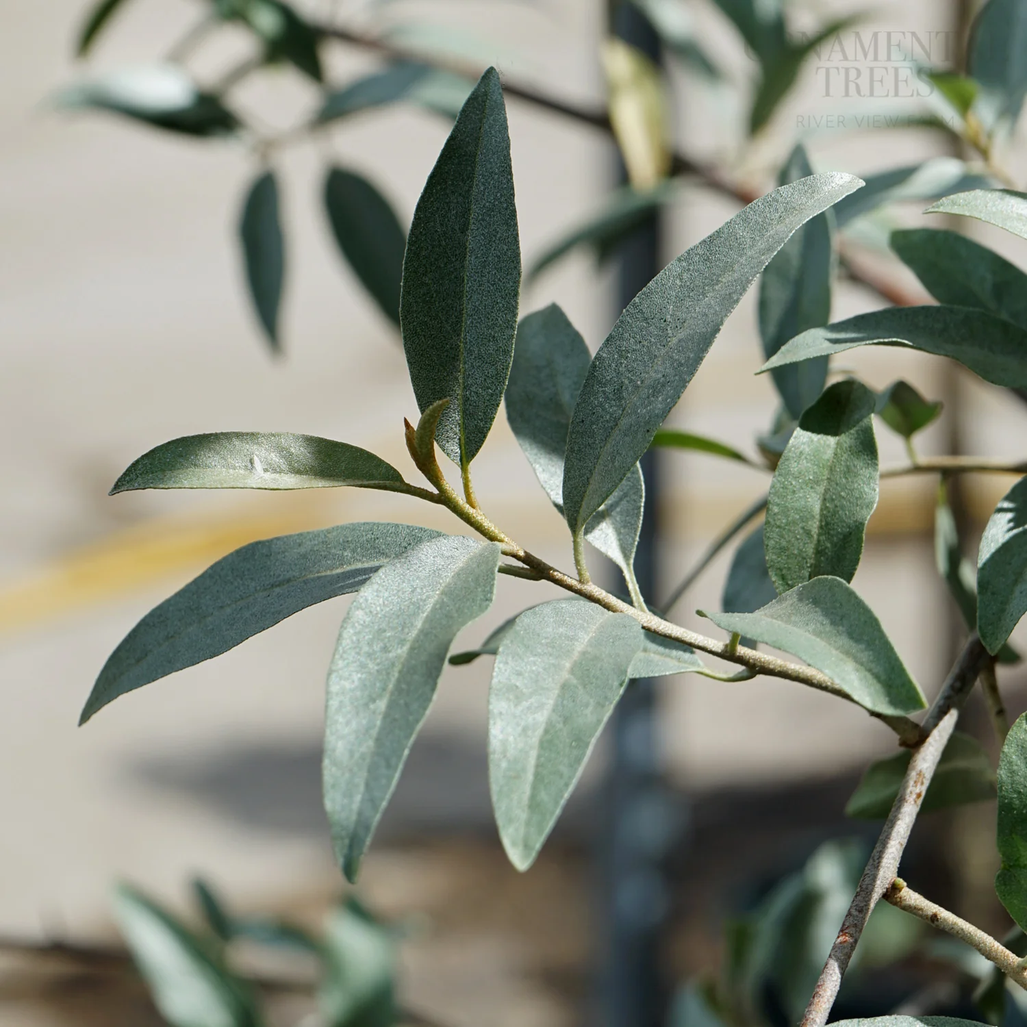Elaeagnus angustifolia 'Quicksilver' Tree - Image 5