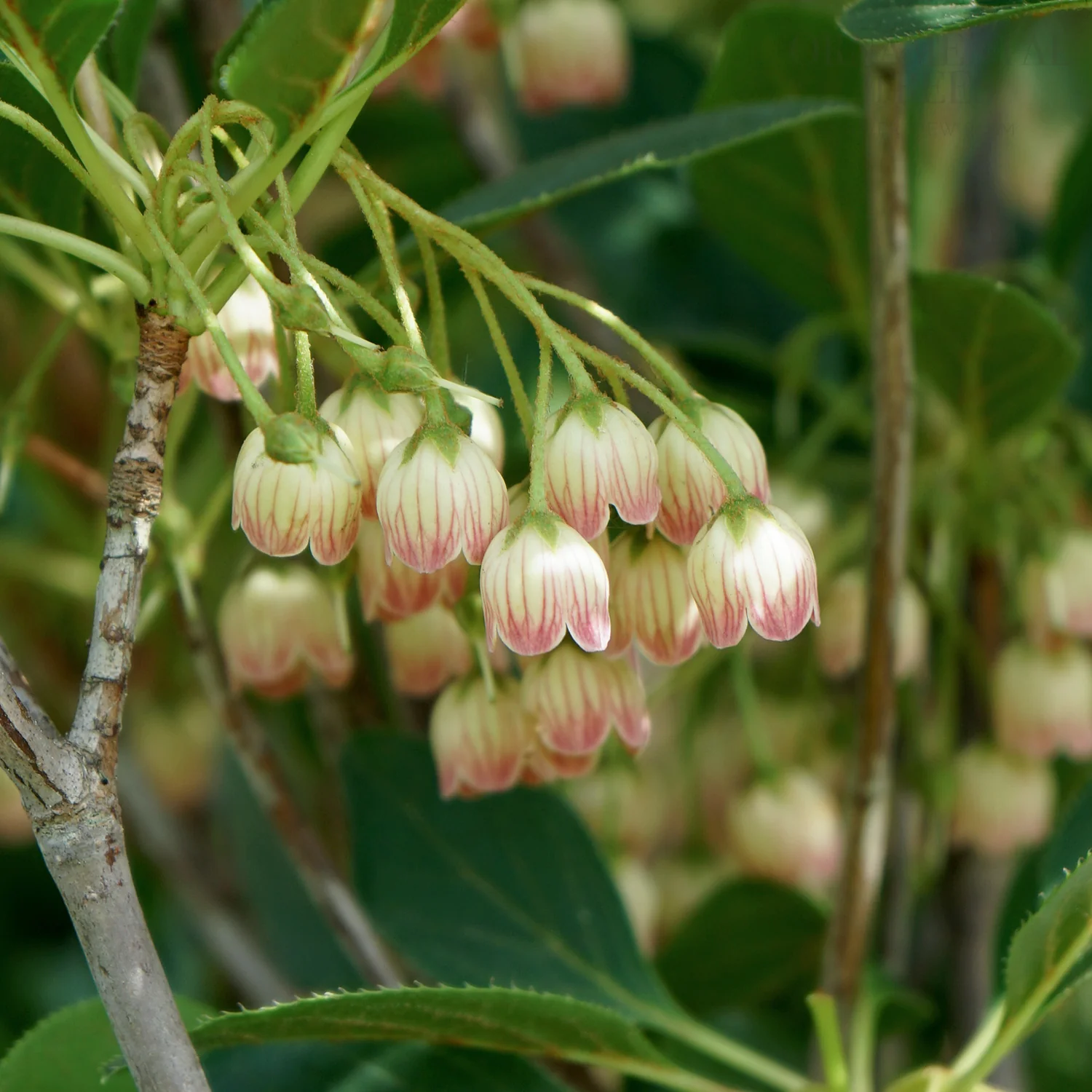 Enkianthus campanulatus 'Red Bells' Shrub