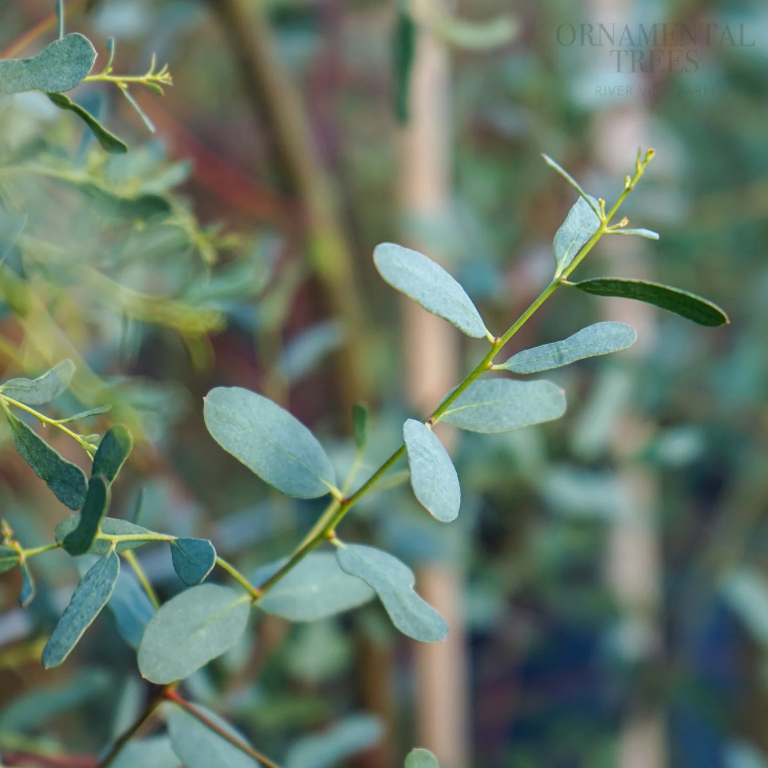 Eucalyptus gunnii France Bleu Tree