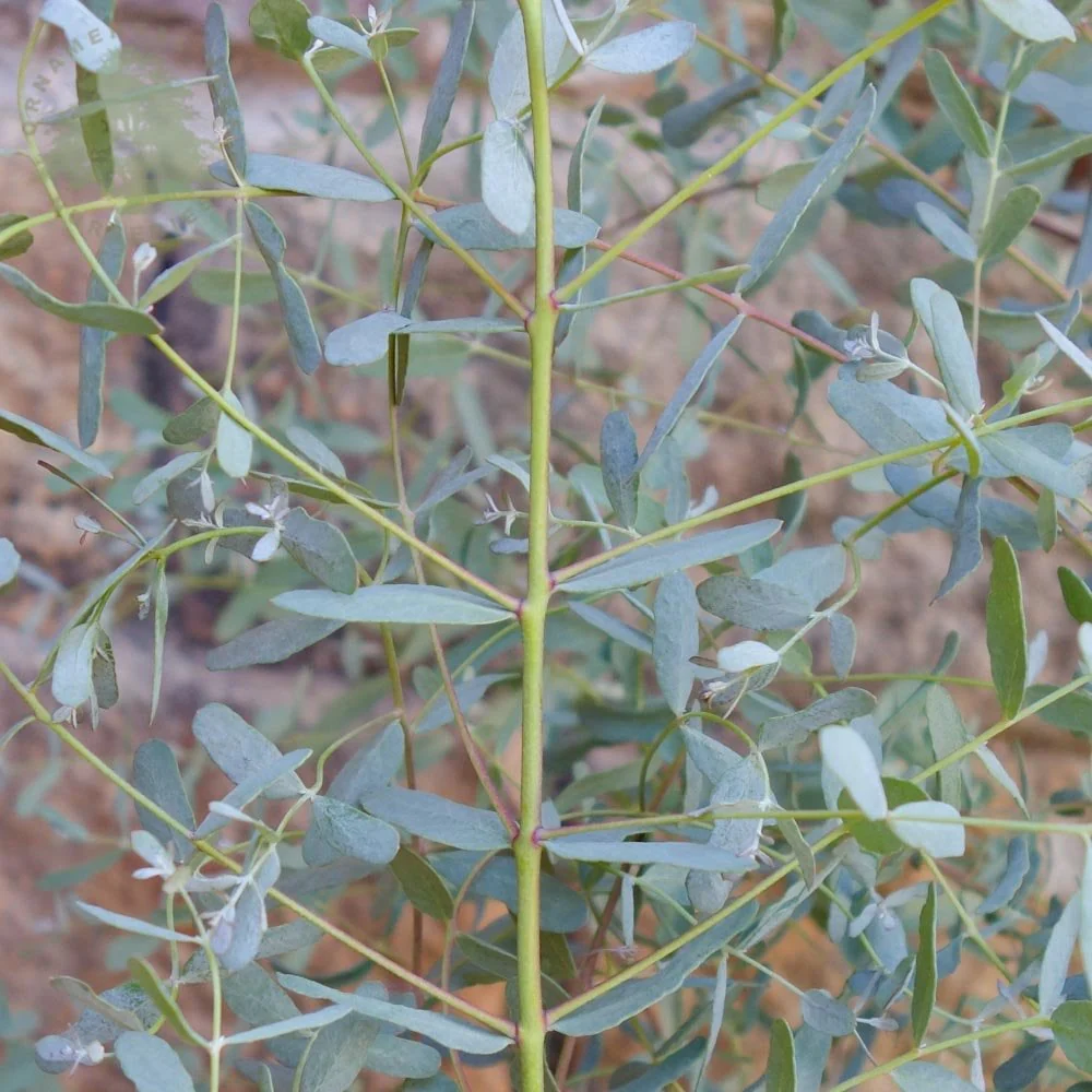 Eucalyptus gunnii France Bleu Tree - Image 2