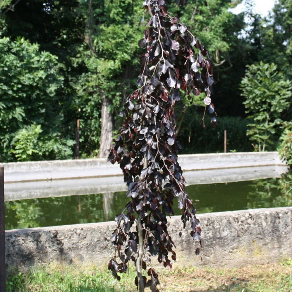 Fagus sylvatica 'Black Swan' Tree