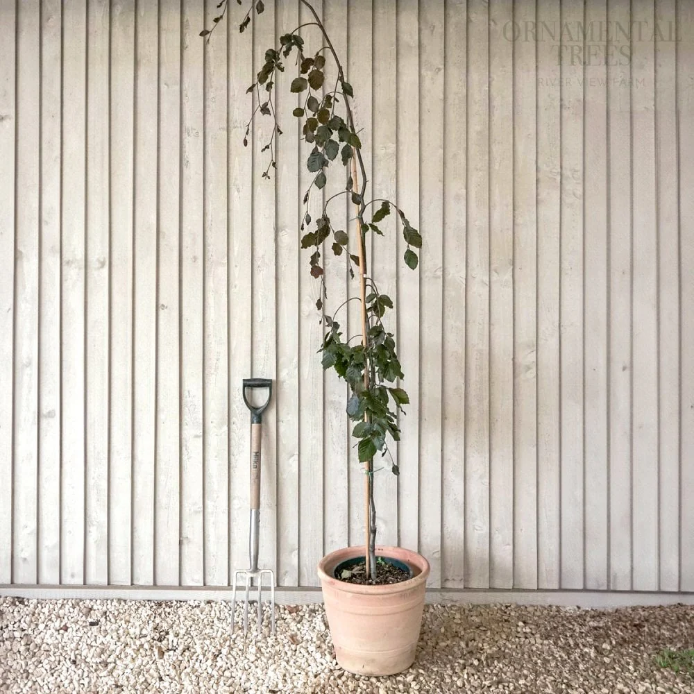 Fagus sylvatica 'Black Swan' Tree - Image 3