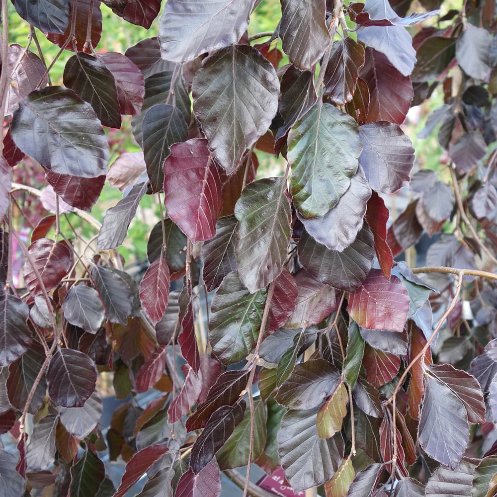 Fagus sylvatica 'Purple Fountain' Tree - Image 2