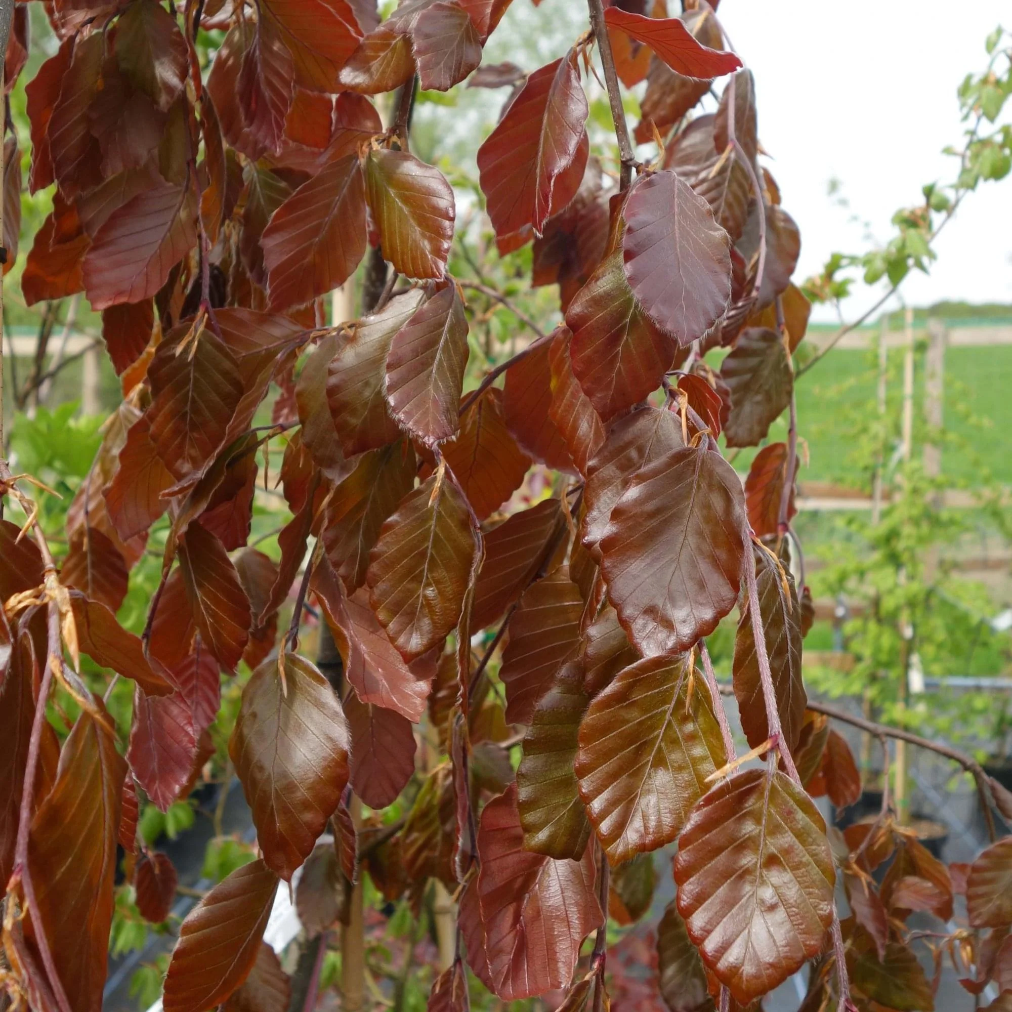 Fagus sylvatica 'Purple Fountain' Tree - Image 3