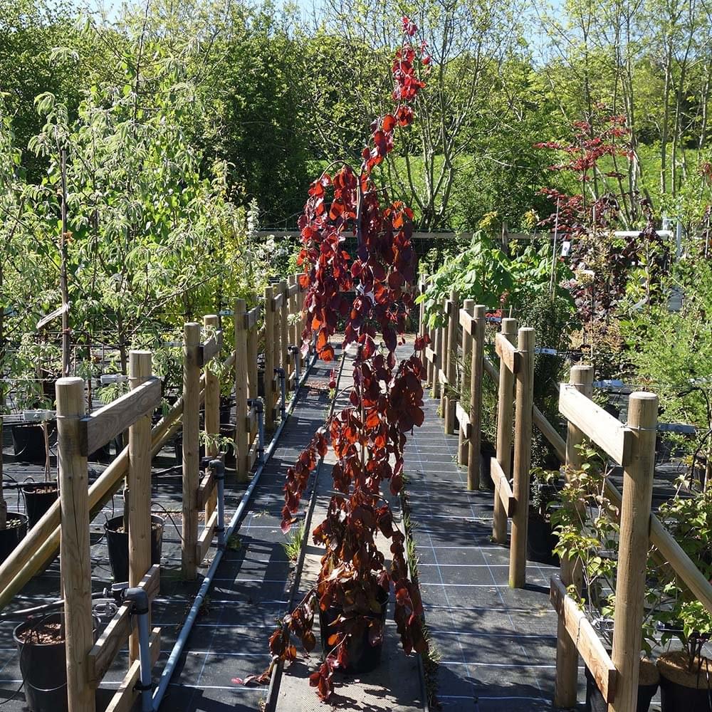 Fagus sylvatica 'Purple Fountain' Tree - Image 4