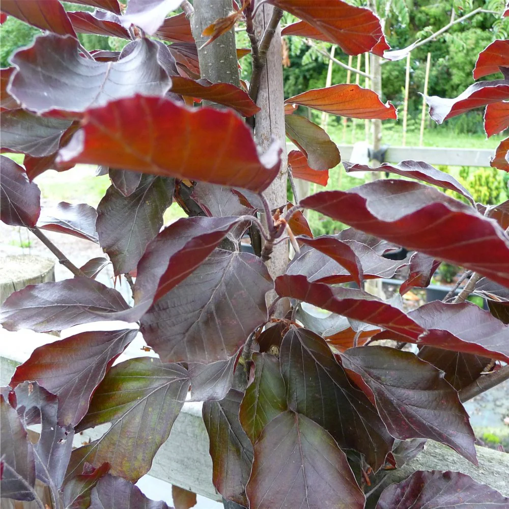 Fagus sylvatica 'Rivers Purple' Tree