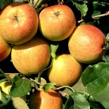 Family Apple Tree | Bramley 20, Christmas Pippin & Scrumptious - Image 3