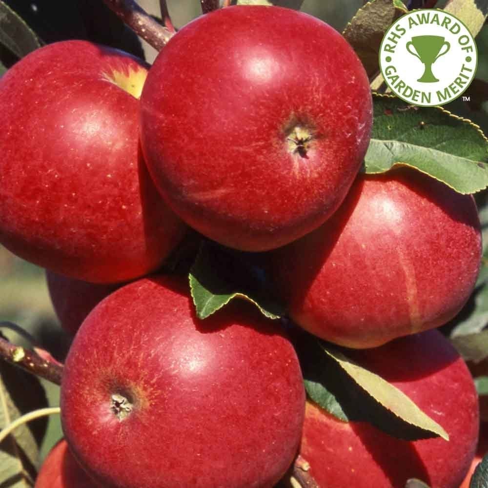 Family Apple Tree | Bramley 20, Christmas Pippin & Scrumptious - Image 4