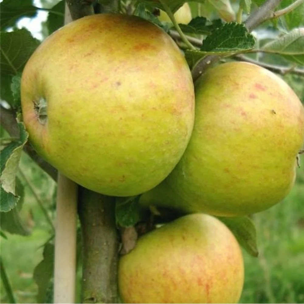 Family Apple Tree | Cox, Herefordshire Russet & Fiesta - Image 3