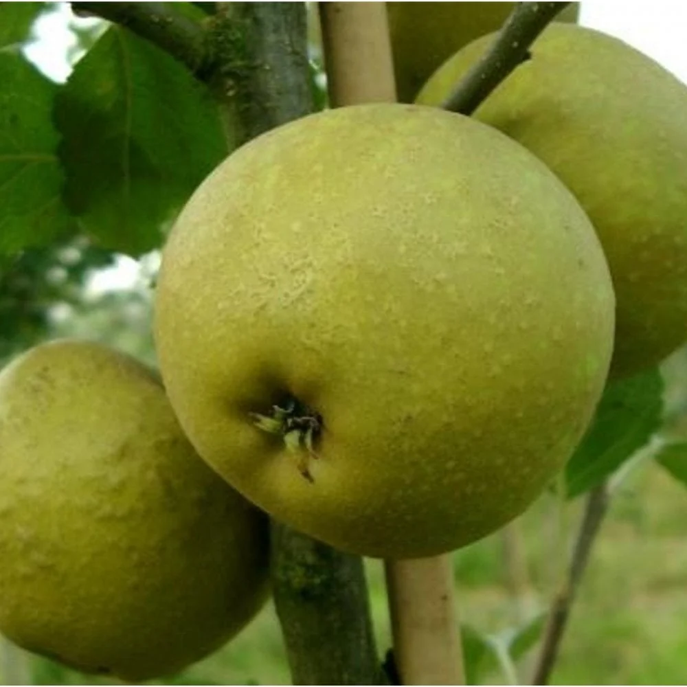 Family Apple Tree | Cox, Herefordshire Russet & Fiesta - Image 5