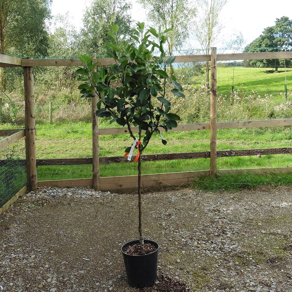 Family Apple Tree | Cox, Herefordshire Russet & Fiesta - Image 6