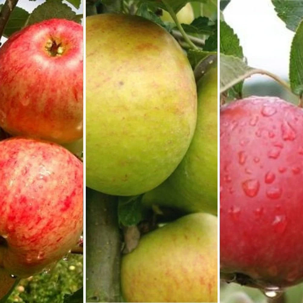 Family Apple Tree | Cox, James Grieve & Katy