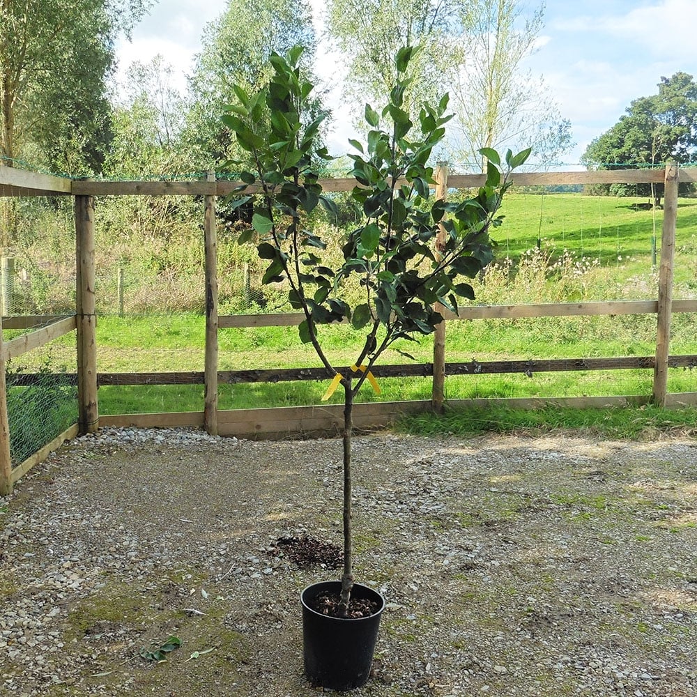 Family Apple Tree | Cox, James Grieve & Katy - Image 6