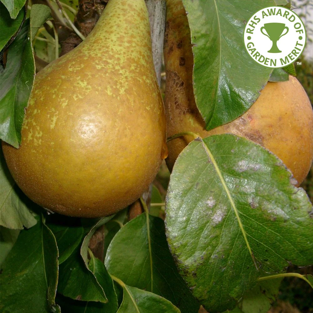 Family Pear Tree | Comice, Concorde & Conference Pear - Image 4