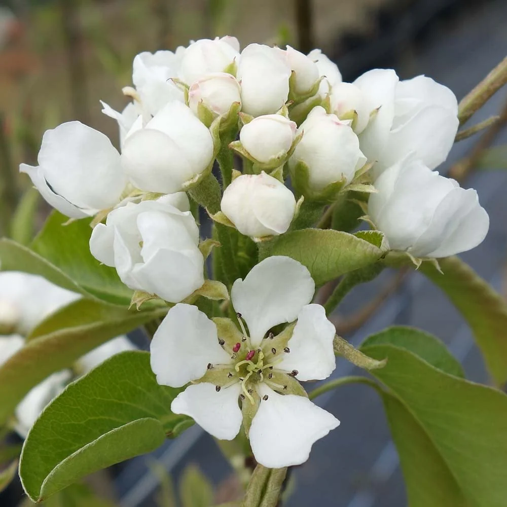 Family Pear Tree | Conference, Williams' & Comice Pear - Image 5