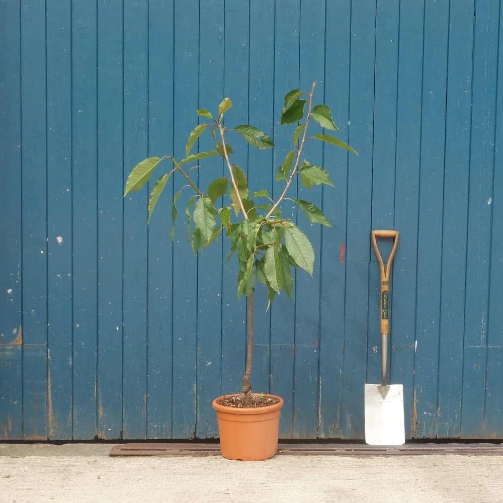 Felicita Cherry Tree - Image 3