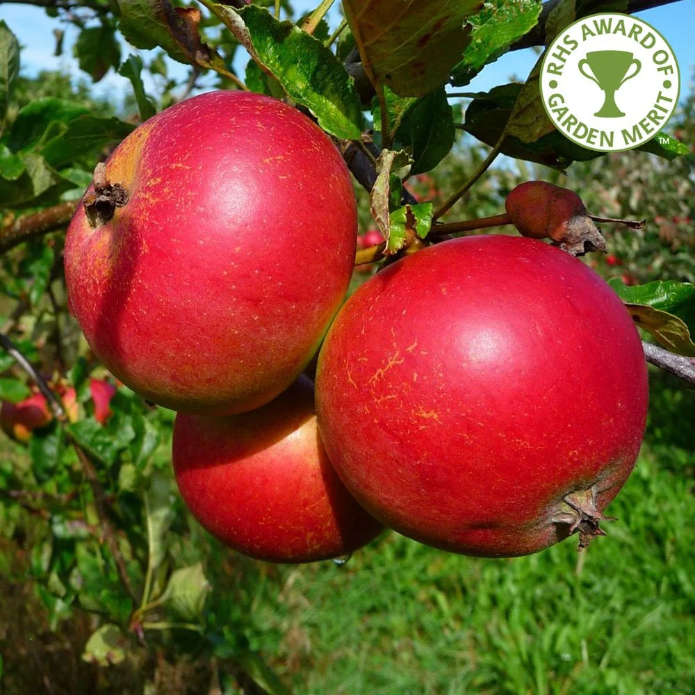 Fiesta Apple Tree