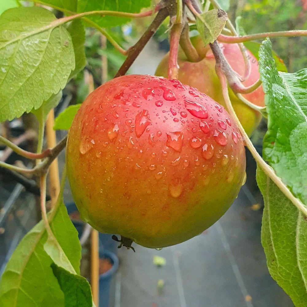 Fiesta Apple Tree - Image 2