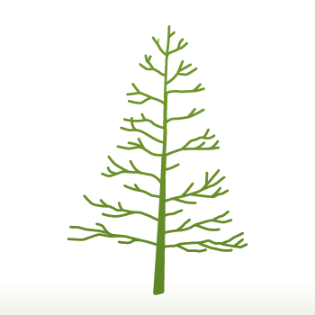 Ginkgo biloba 'Fastigiata Blagon' Tree - Image 4