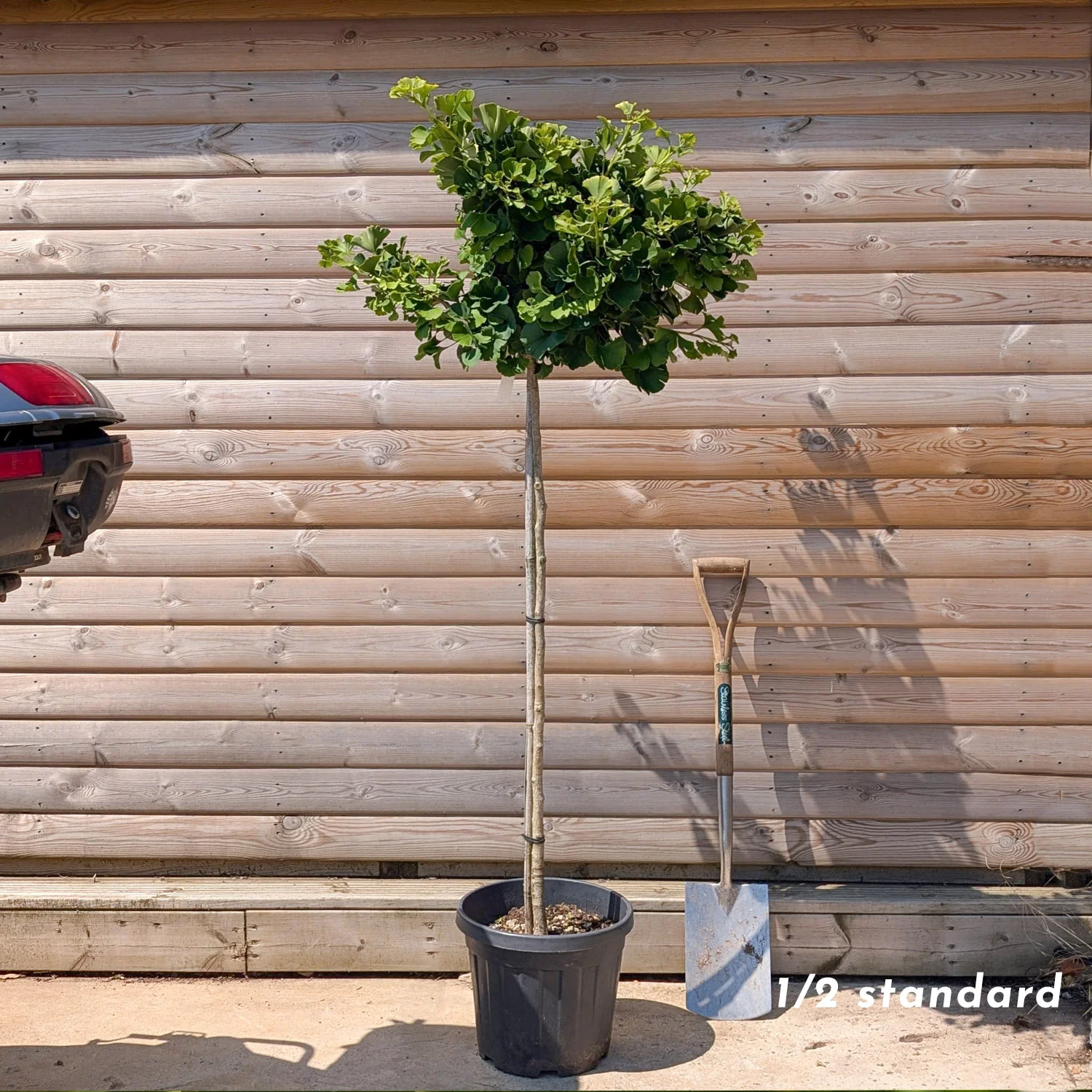 Ginkgo biloba 'Mariken' Tree - Image 3