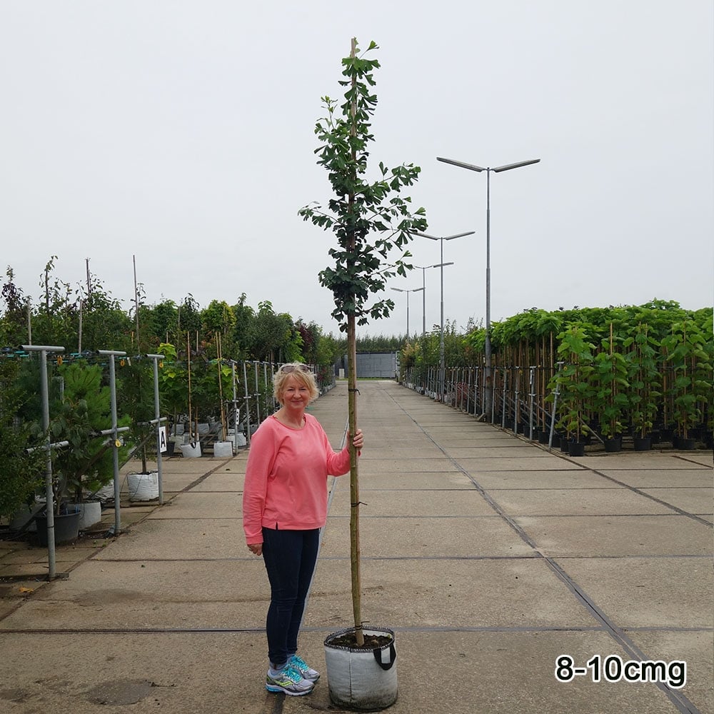 Ginkgo biloba Tree - Image 4