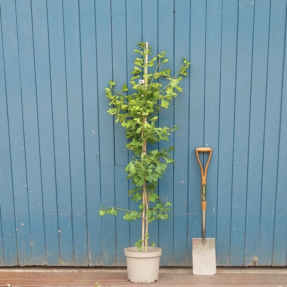 Ginkgo biloba Tree - Image 5