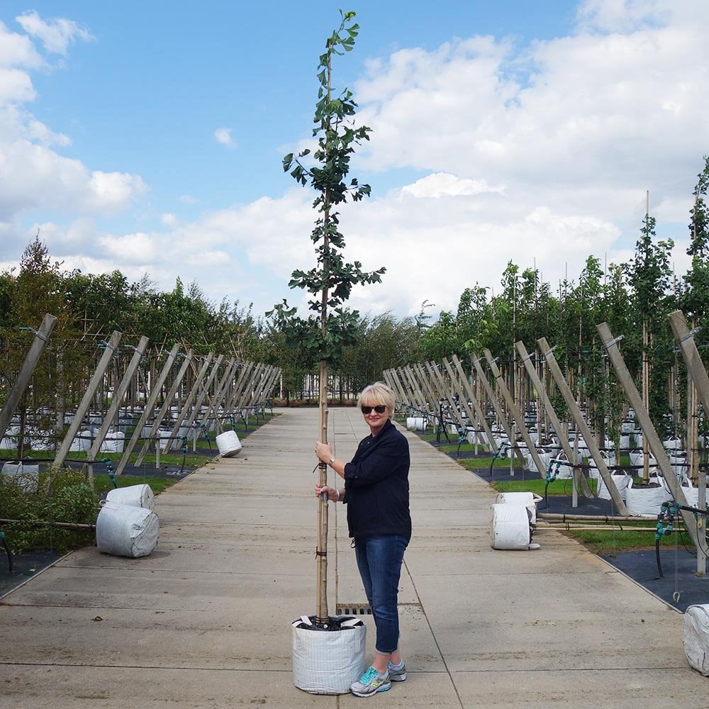 Ginkgo biloba Tree - Image 6