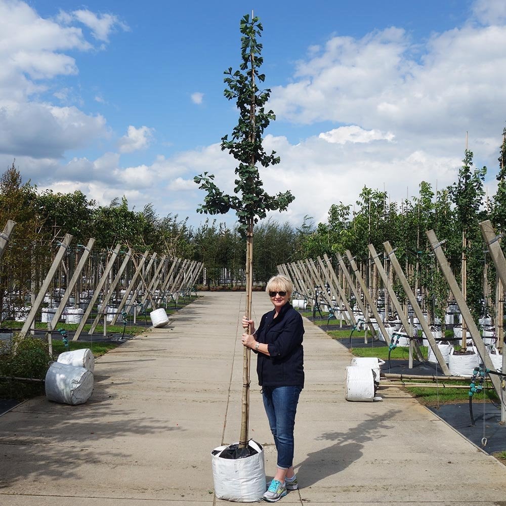 Ginkgo biloba Tree - Image 7
