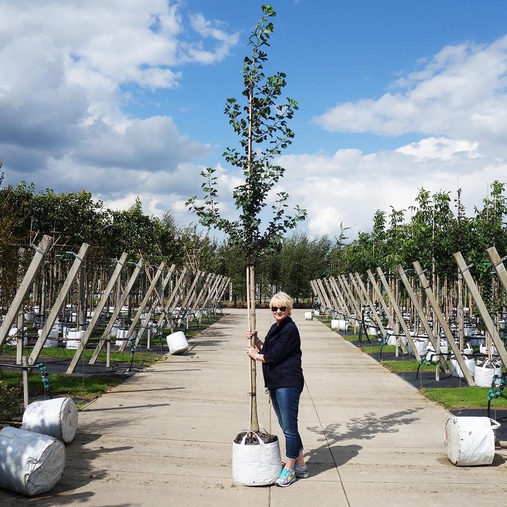 Ginkgo biloba Tree - Image 8