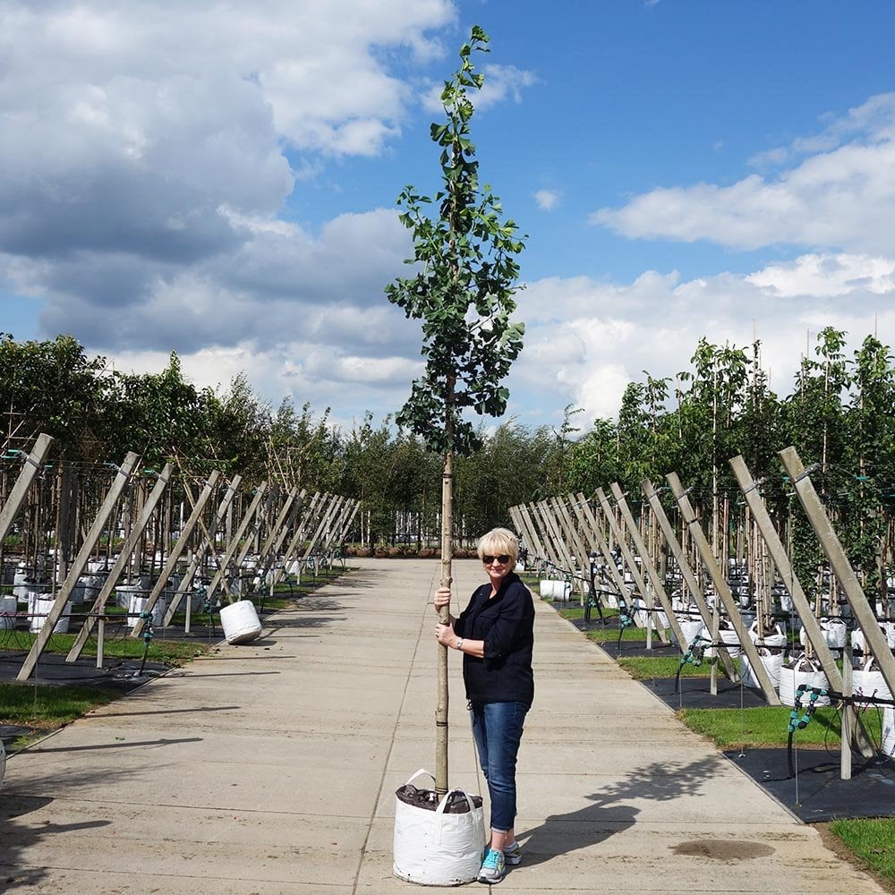Ginkgo biloba Tree - Image 9