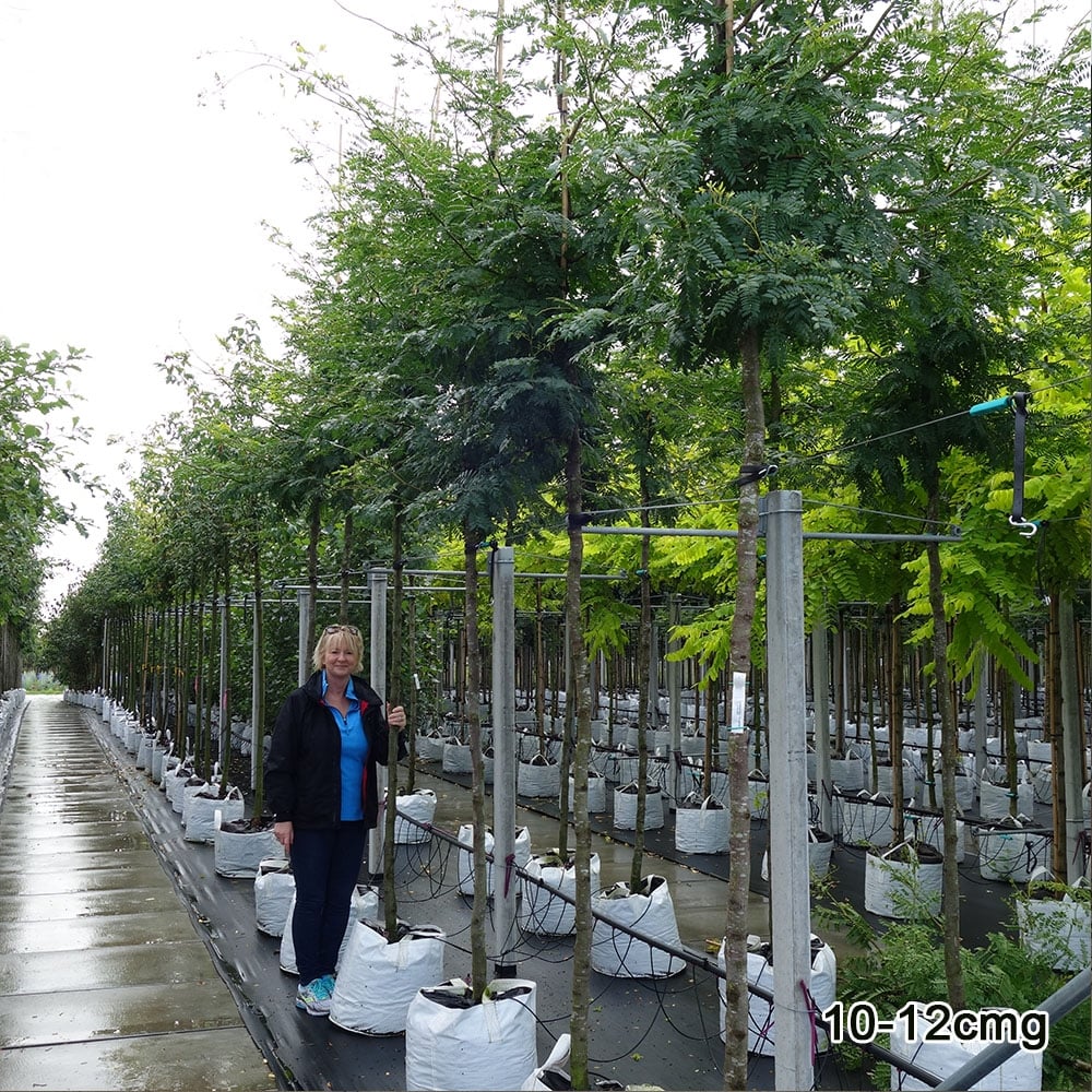 Gleditsia triacanthos 'Sunburst' Tree - Image 6
