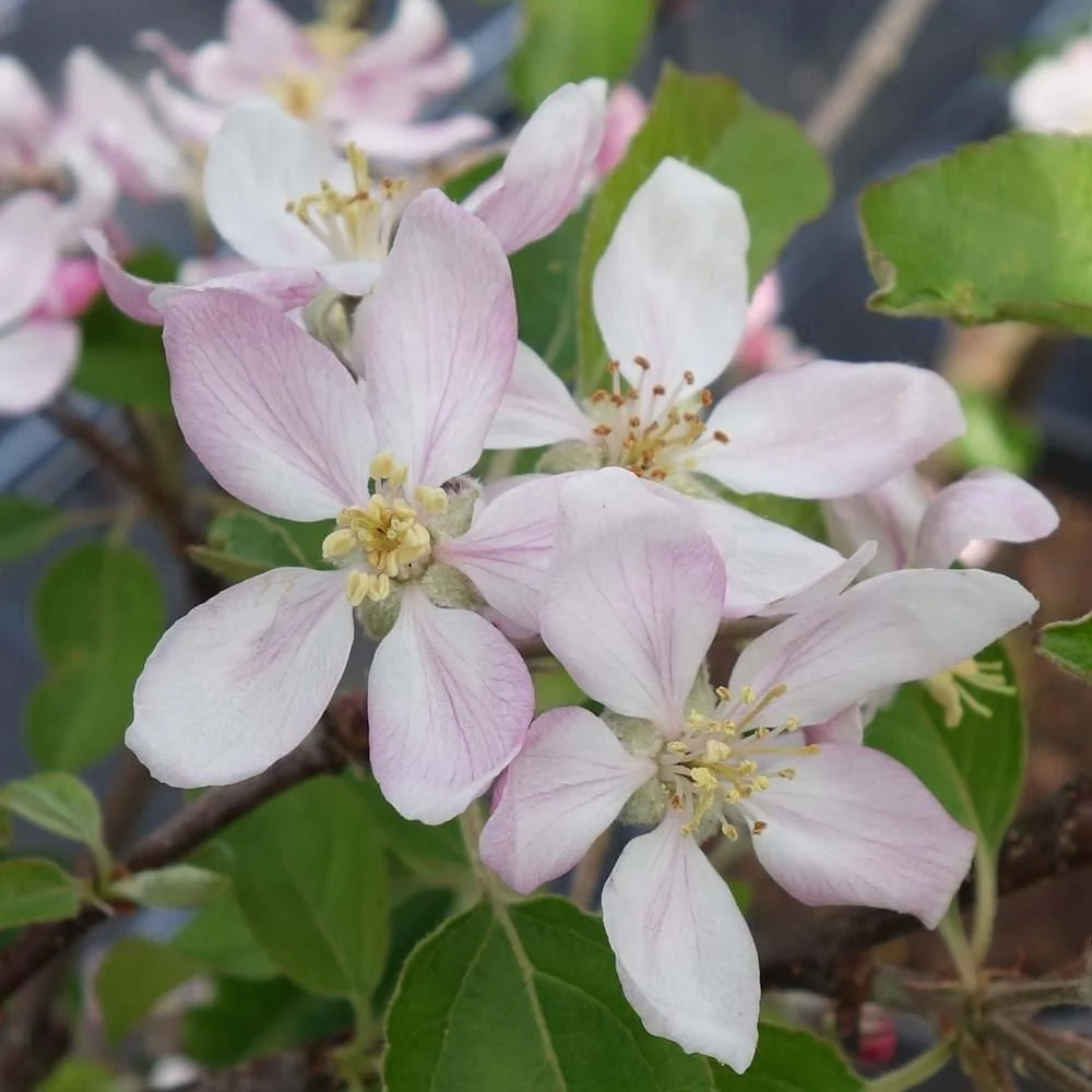 Golden Delicious Apple Tree - Image 2