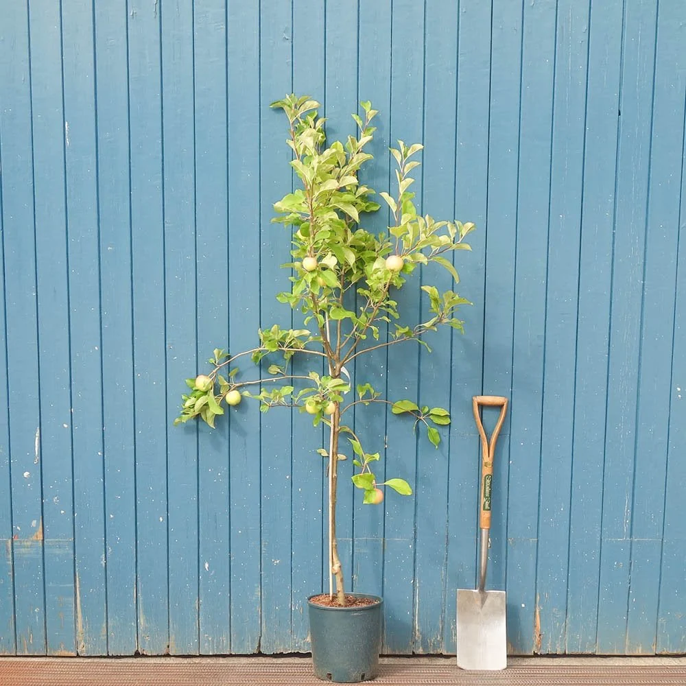 Golden Delicious Apple Tree - Image 3