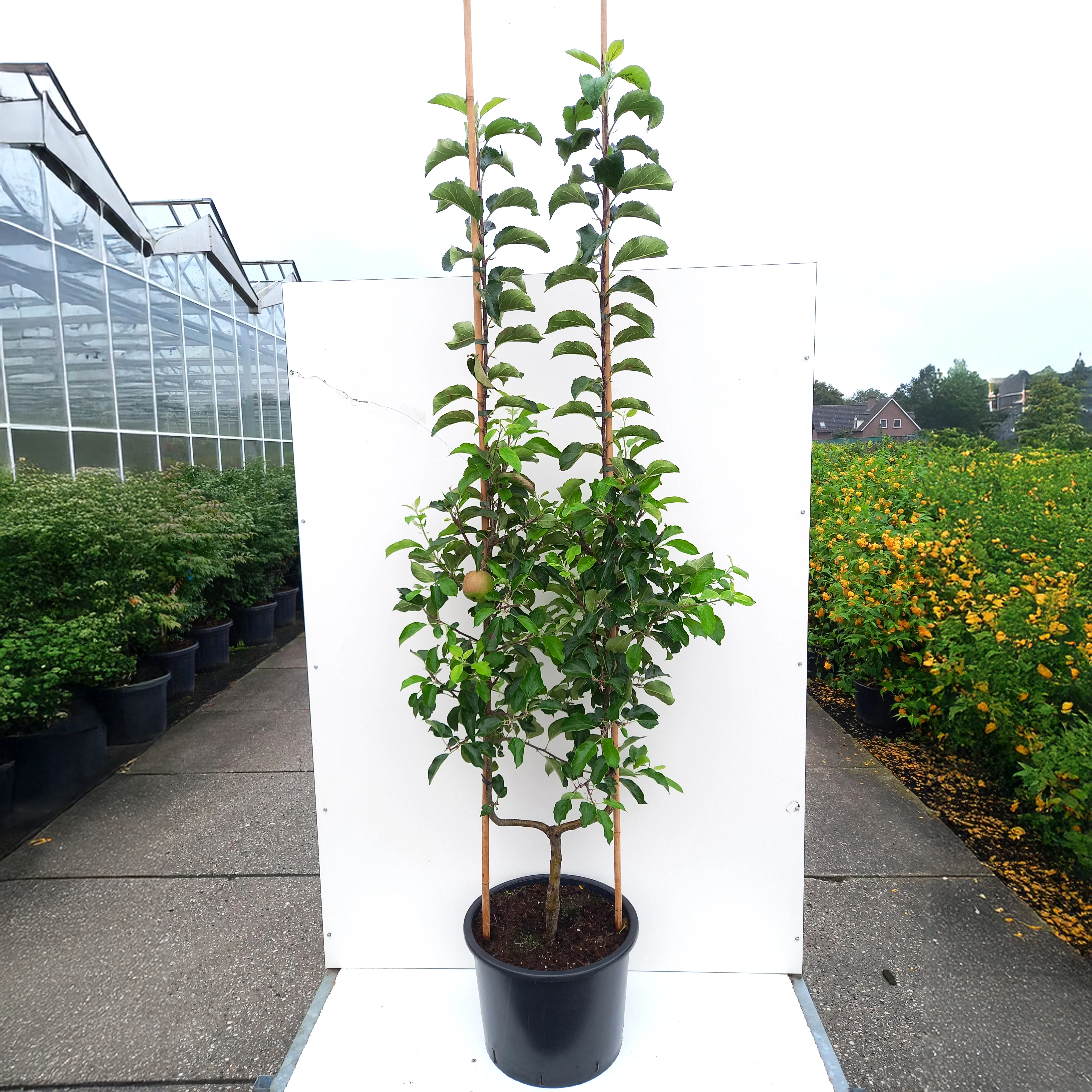 Golden Delicious Apple Tree - Image 7