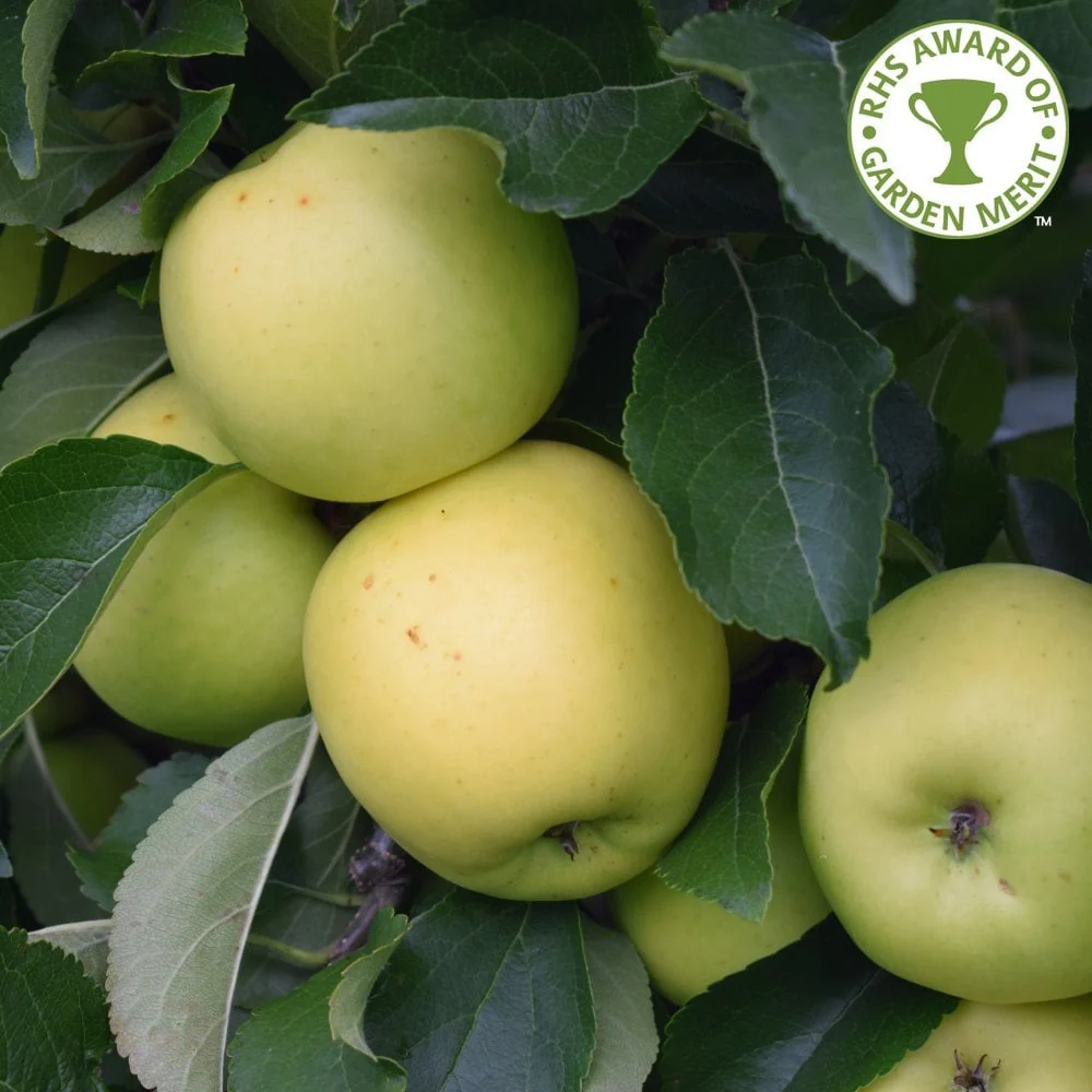 Greensleeves Apple Tree