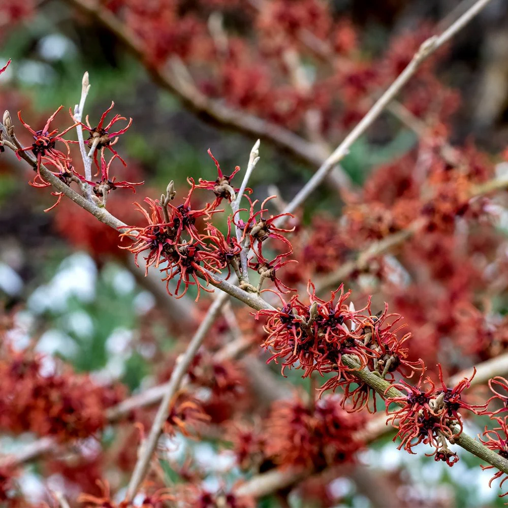 Hamamelis × intermedia 'Rubin' Shrub - Image 3